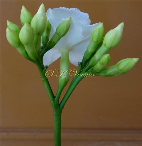  Inflorescence
